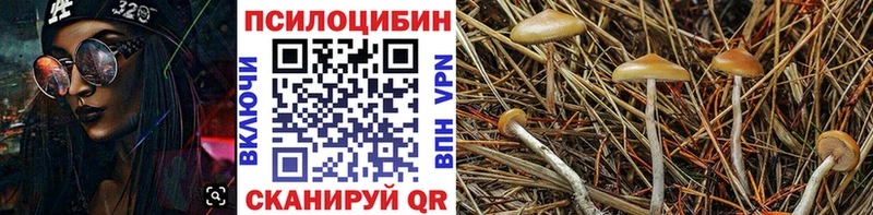 Псилоцибиновые грибы Psilocybine cubensis  что такое   Шарыпово 